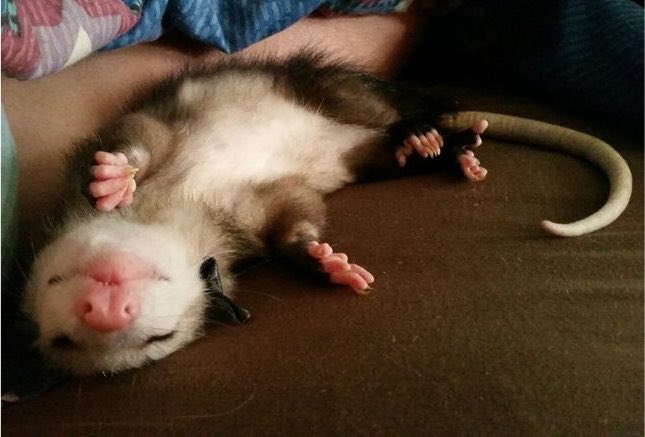 VirginiaOPossum's tweet photo. goodnight you stinky street cats 💜💤 https://t.co/J8pAxAuw4D