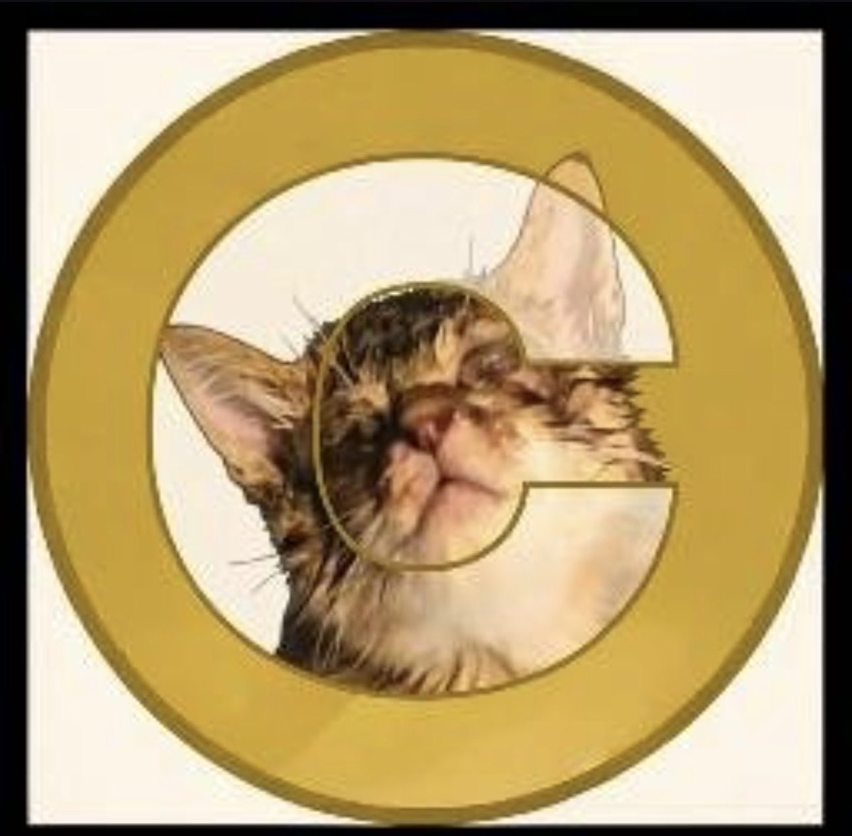 AdoptCATE's tweet photo. Don‘t know if you guys know the kitty already but this ones for diamond paws🐈: 

Egt76UMxnCcwh8JPsYmfaneoYUsz3pWHnvUz7gZbpump

#memecoin #ToTheMoon #catecoin https://t.co/aJWZYw0vQM