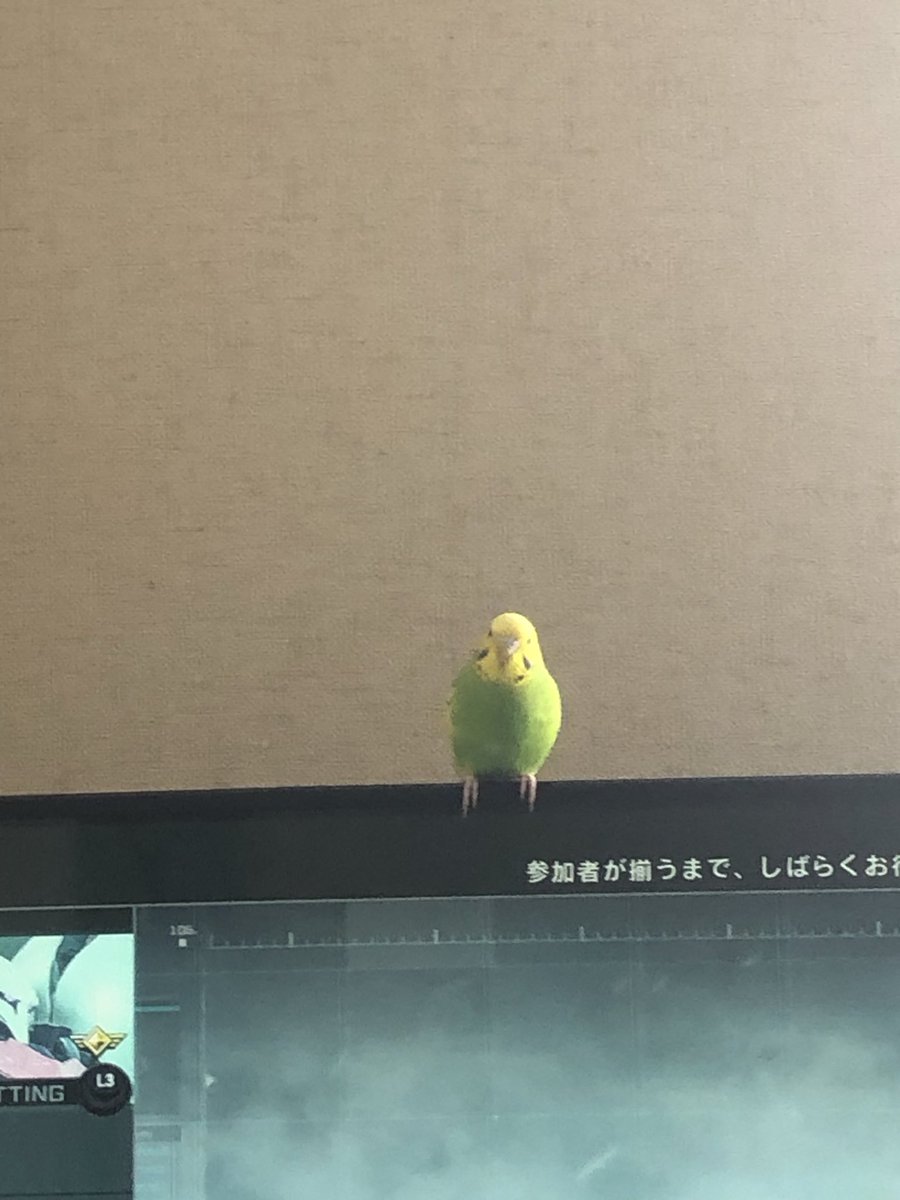 587copen5's tweet photo. #インコ
今日の「ちーちゃん」
初めて扉から出てきた。
今までは天井外してた
そして↓くつろいでる https://t.co/eEok95CIpN