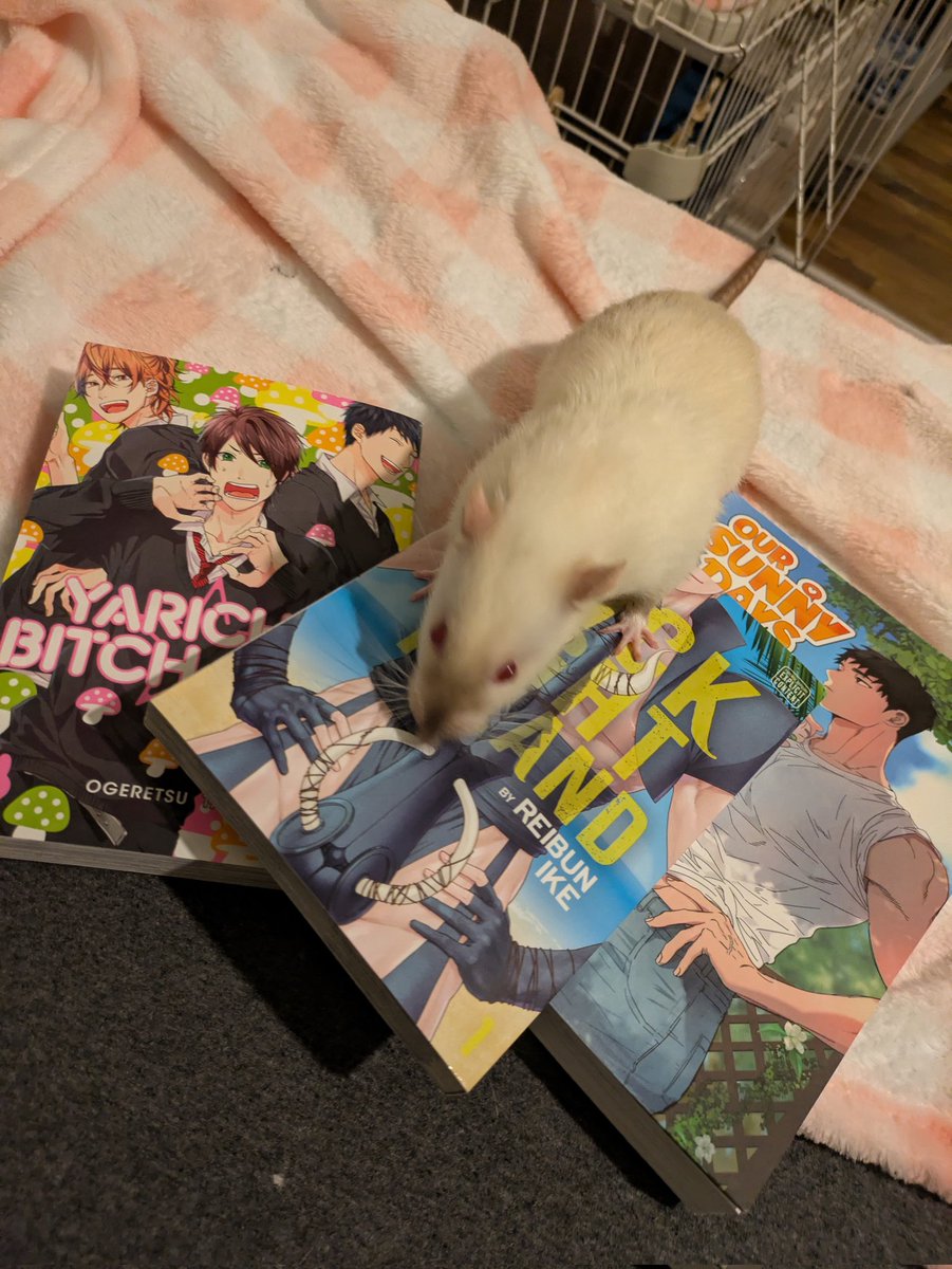 LocalOddity's tweet photo. Gorg wants to show everyone his yaoi collection! 👨‍❤️‍👨🐁 https://t.co/cH8ToZcXqW