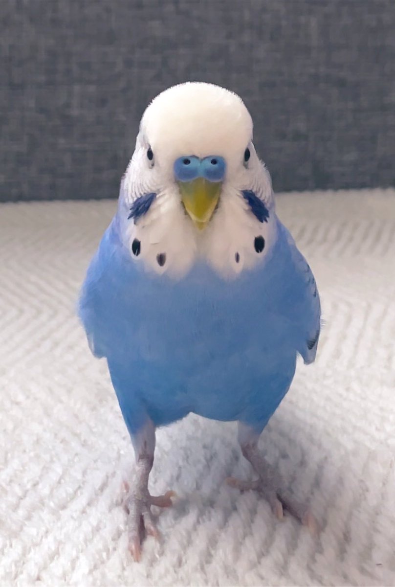 pppppisk's tweet photo. ピースケっていいます！4歳です！ https://t.co/7O74lTSMFs