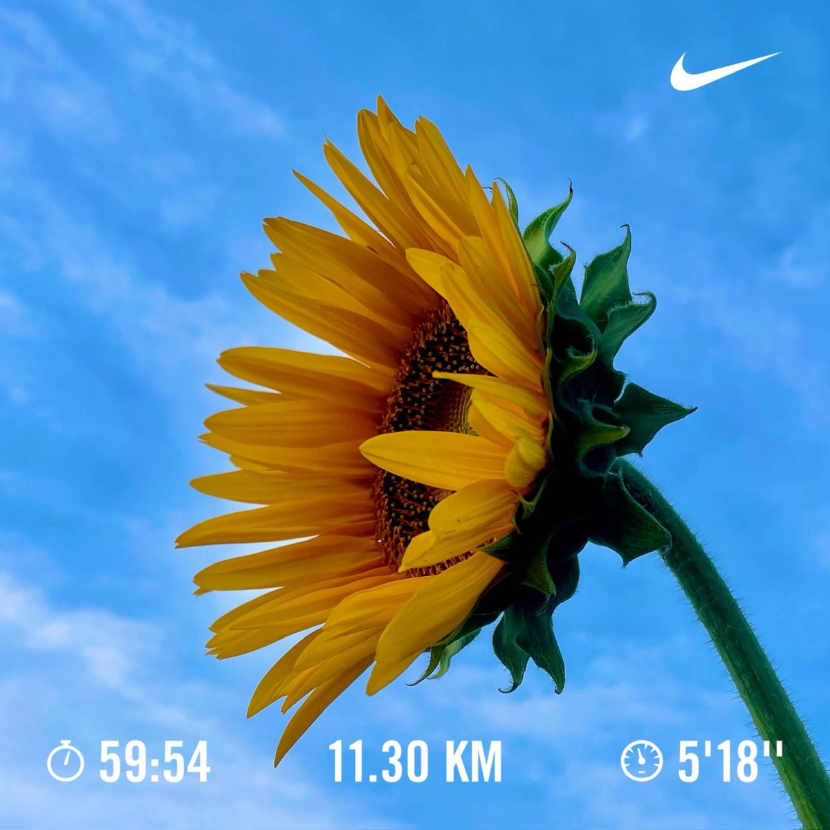 gts_GUTS's tweet photo. イマイチな朝ラン。
11.30km 0:59:54〜Rope(重） 4,029 0:40:36+ケトルベル2セット。
八月だ。今朝は少し蒸したな。
新しいシューズが欲しいな。
黒いと重く感じるな。
#縄跳び
#ランニング https://t.co/Ziu5jhJjgp