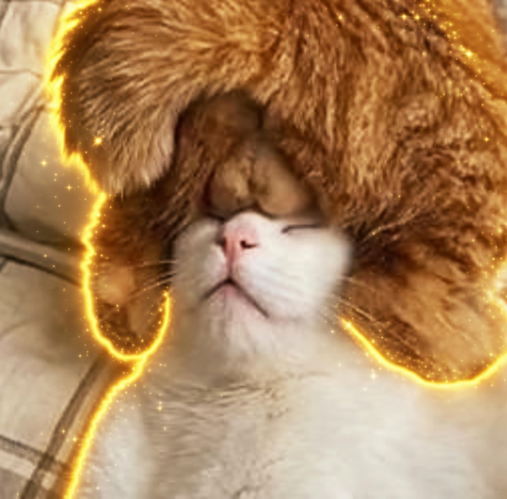 Den_O1_'s tweet photo. Found this mega viral tweet with 800k Views just today.

Its literally a cat with balls on its head, insane narra!

20 Hours, insane views and a funny narrative! https://t.co/xPVixXIsk0