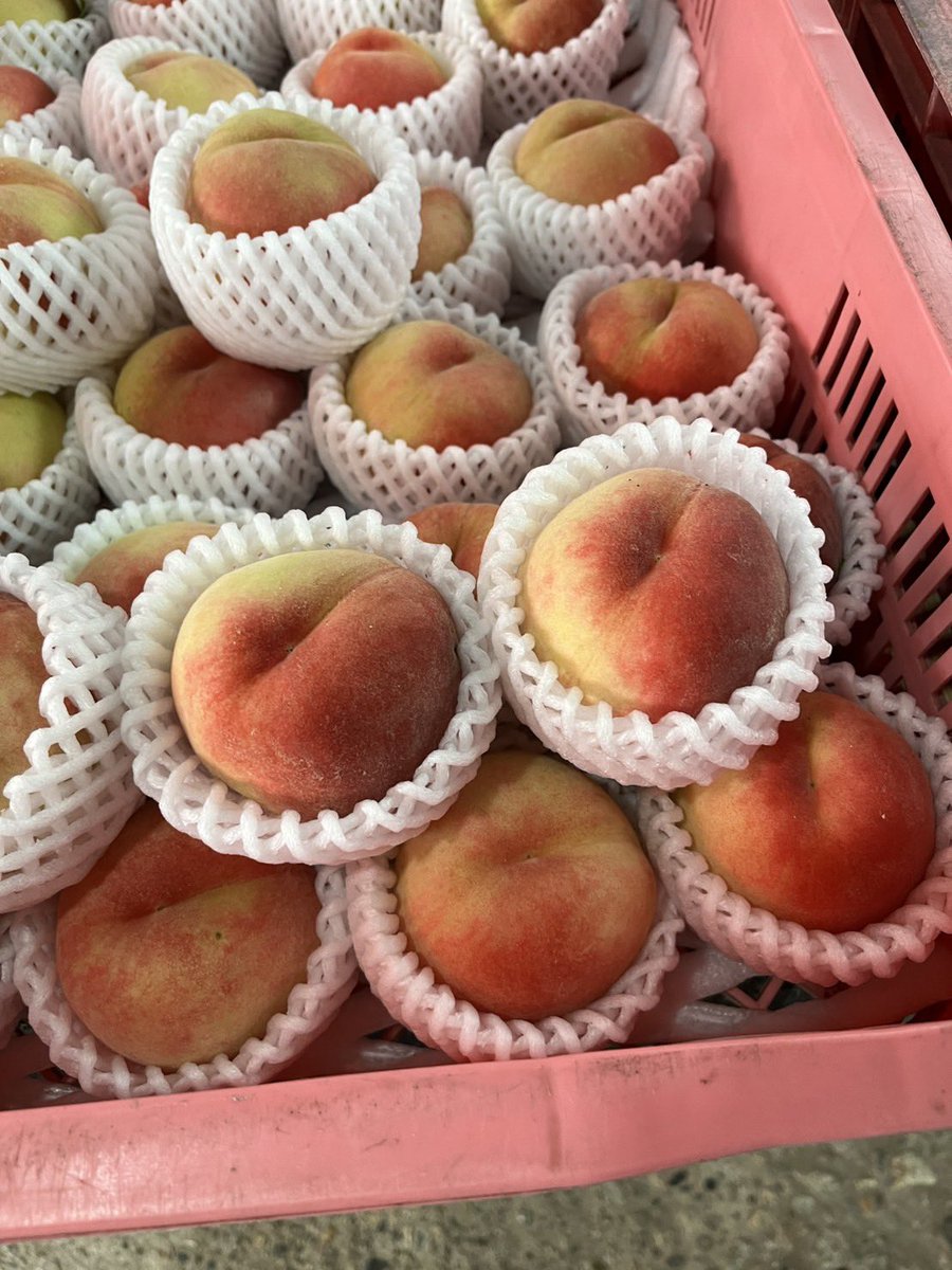samonnouen's tweet photo. 本日8/1(土)

🍑白鳳🍑
1個(訳あり品)増量中です♪

皆さまのご来店
お待ちしております🤗 https://t.co/irptCfL4iF