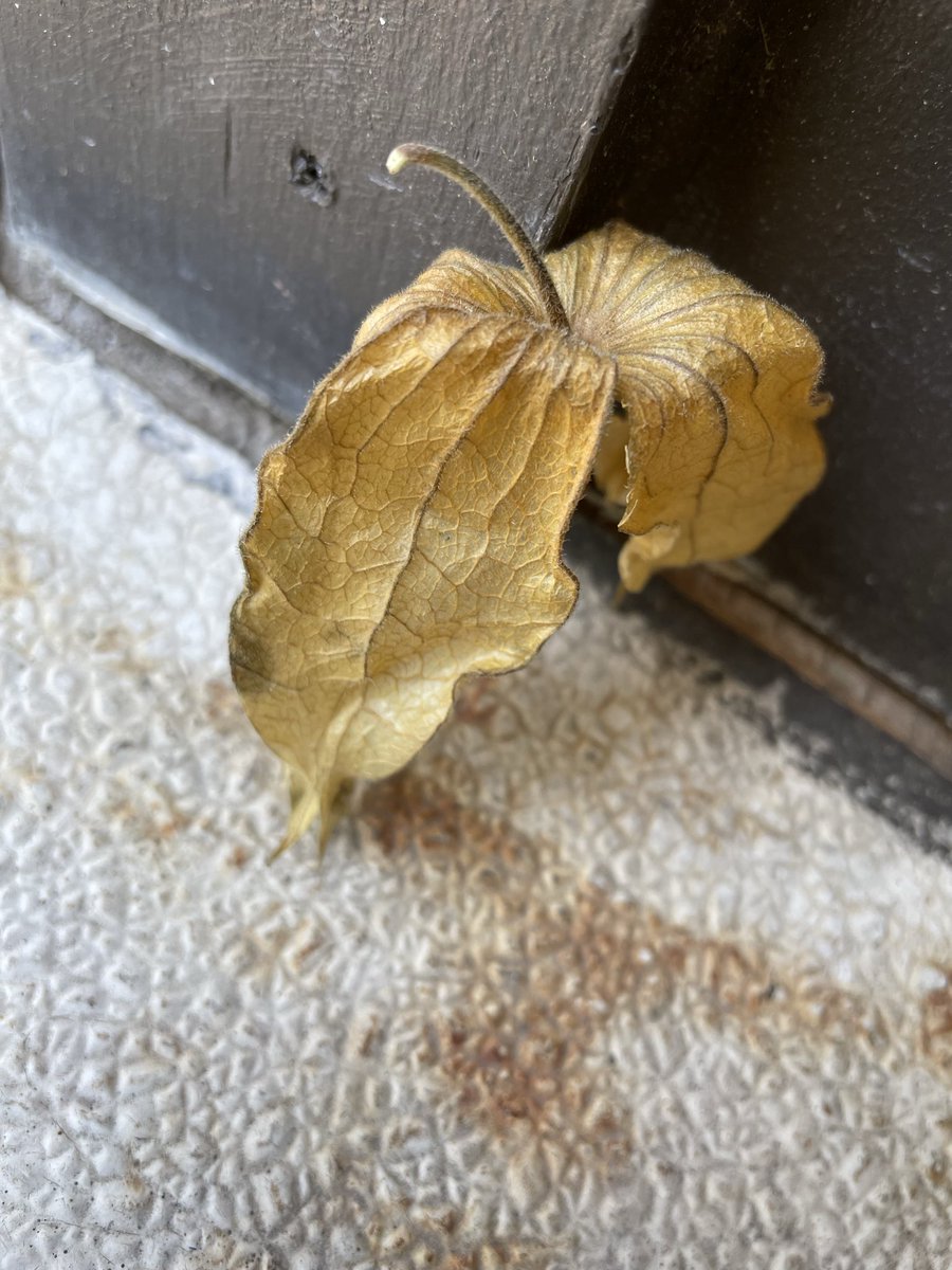 SamiiKobasii's tweet photo. Saw this leaf and gave dude a shoot for free https://t.co/lg3XlxoWIT
