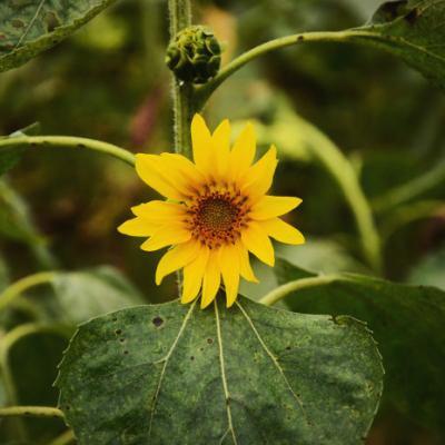 s_ruby885's tweet photo. Mastering financial literacy fuels progress. Through budgeting tools, knowledge grows. It equips people for real-world challenges. Lifelong learning drives success across fields. It equips people for real-world challenges. 🌻 🌱 https://t.co/m3KhE6IeqV