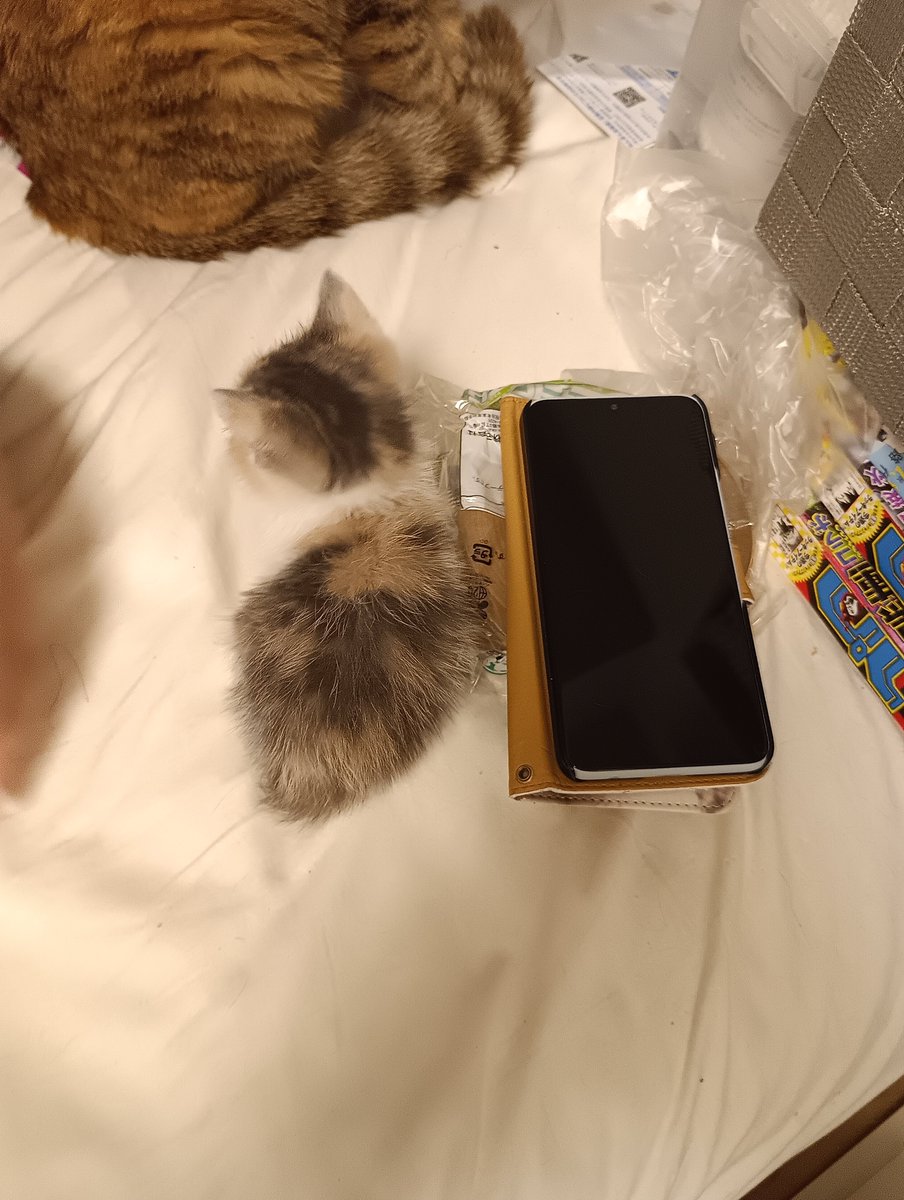 laughelper's tweet photo. 里子に出したちいさくて可愛いのがえらい猫の形になって感動した
こんなん(右)だったのに
こんなんだったのに！ https://t.co/xWwULe7xir