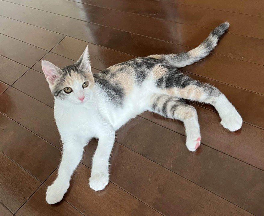 laughelper's tweet photo. 里子に出したちいさくて可愛いのがえらい猫の形になって感動した
こんなん(右)だったのに
こんなんだったのに！ https://t.co/xWwULe7xir