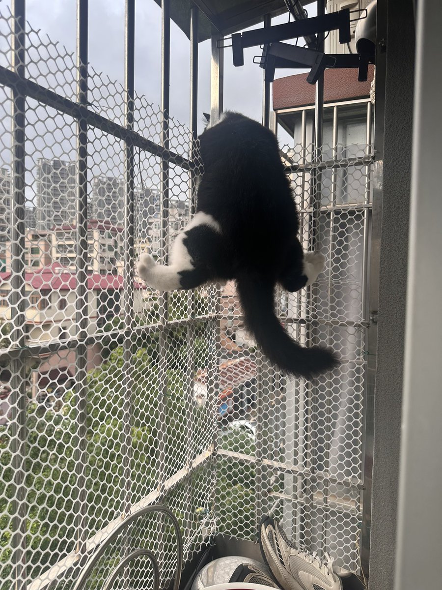 Yy12wt's tweet photo. 功夫熊猫 https://t.co/x0mezuU8Ef