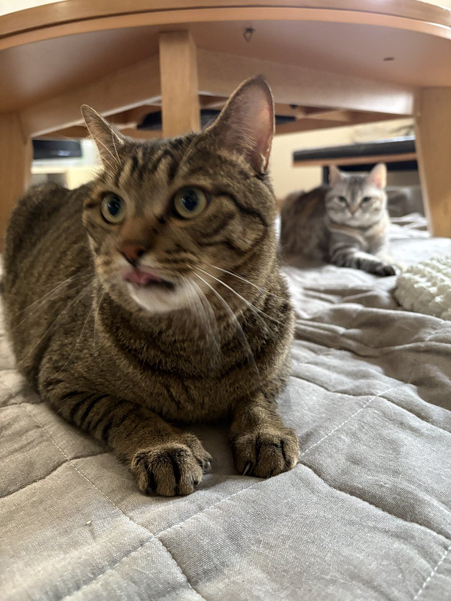 PotatoEmperor6's tweet photo. ねこ https://t.co/ornKPcJXQw