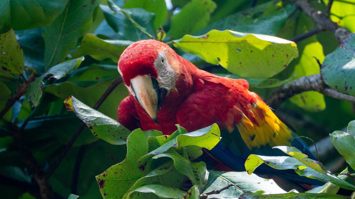 NicoMarinb's tweet photo. Hoy tuve el placer de documentar a una de mis aves favoritas, los guacamayos rojos

📍 Parque Nacional Corcovado, Costa Rica 🇨🇷 https://t.co/kkT9kWqWVE