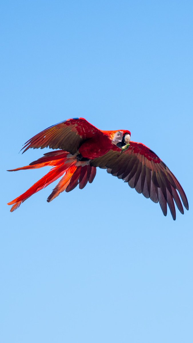 NicoMarinb's tweet photo. Hoy tuve el placer de documentar a una de mis aves favoritas, los guacamayos rojos

📍 Parque Nacional Corcovado, Costa Rica 🇨🇷 https://t.co/kkT9kWqWVE