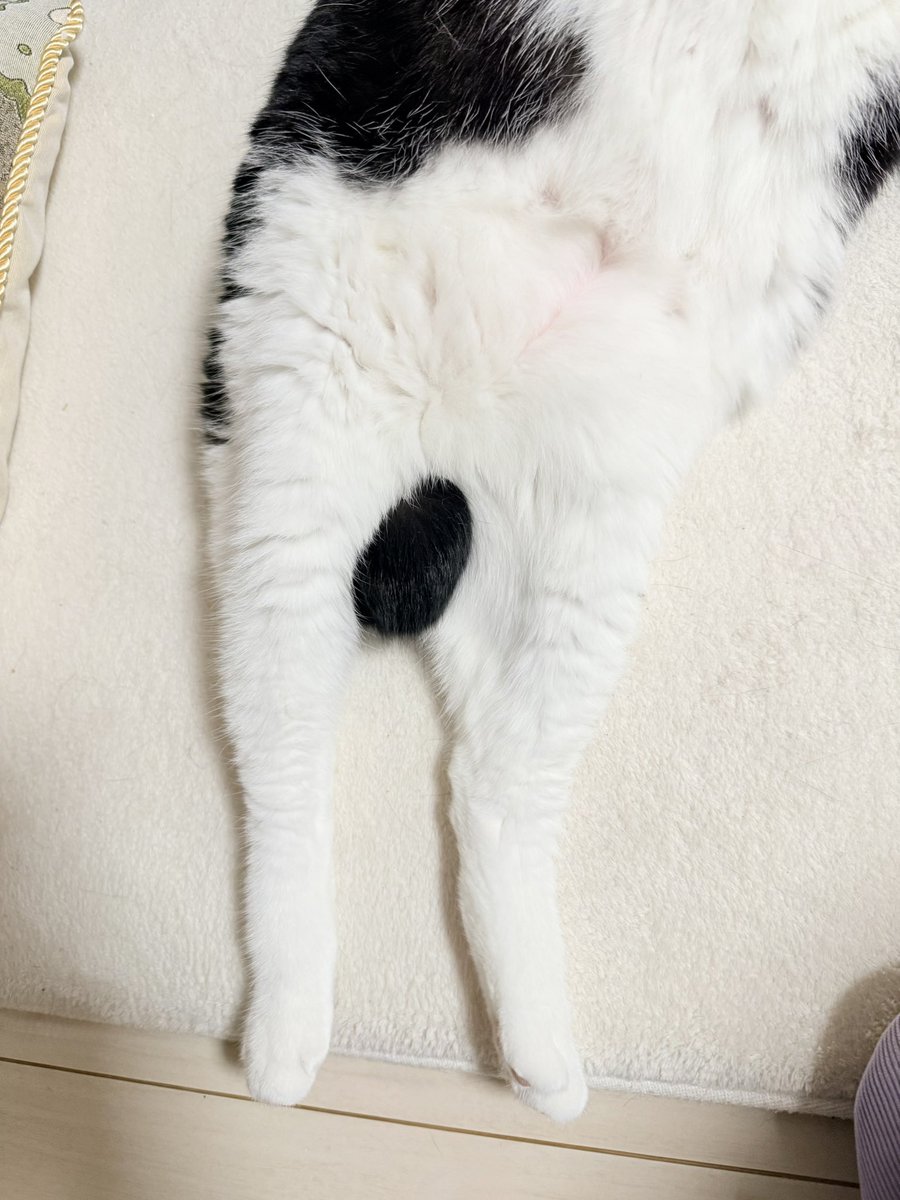 a___chaspla's tweet photo. 娘「🌕みたい！😃」

しっぽです🐈‍⬛ https://t.co/xpXrKl3COk