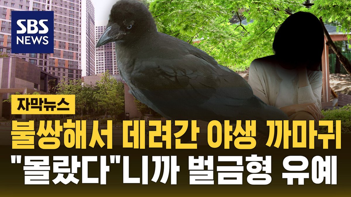 SBS8news's tweet photo. “[자막뉴스] 까마귀 잡아다 키운 여성 "이것도 법 위반"

#위반 #선고 #경찰 #재판 #의정부시 #유죄
도움이 되었다면 기사를 공유(재게시)해 주세요!
👉 자세한 내용은 프로필 링크로 오시면 더 확인 가능합니다.” https://t.co/LaiMhxxQFS