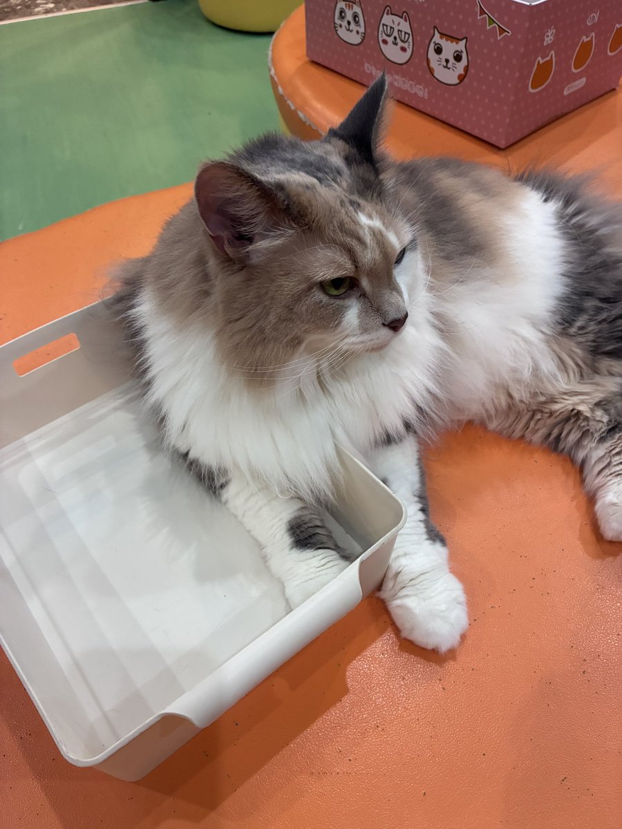 cocone0510's tweet photo. 片手だけ入れるスタイル🤭

#猫カフェ心猫 #奈良 #ノルウェージャンフォレストキャット #ちゃちゃ丸 https://t.co/cihoS7x2as
