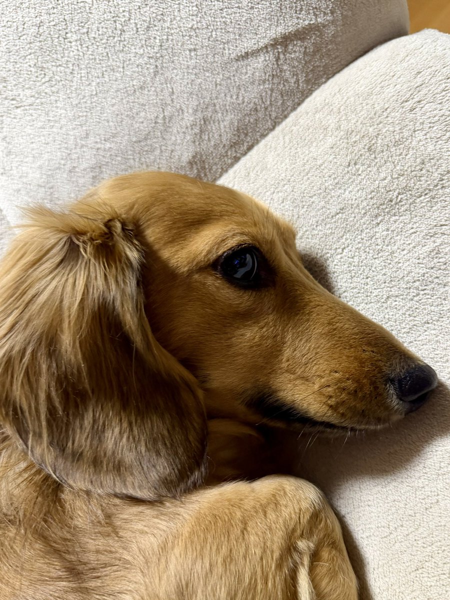 Sol_buu's tweet photo. メンタルのほうでずっと体調悪くてSNSも見る気になれなかったけど少し気持ちに余裕ができたので久々の投稿をしてみる……

#犬のいる暮らし https://t.co/HzACc9BAgj