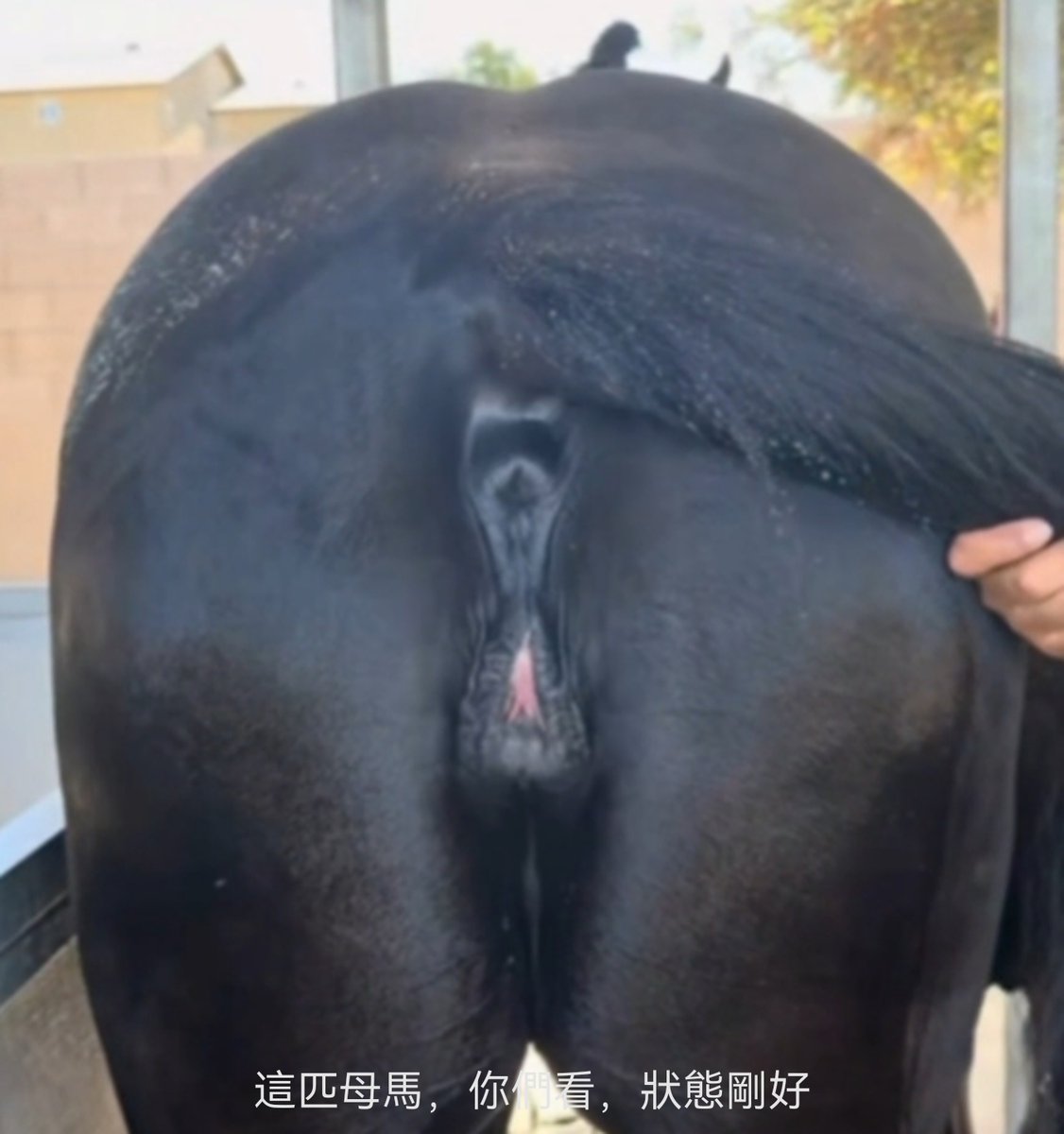 DN410751's tweet photo. A mare awaiting breeding—can you tell them apart? https://t.co/nWdpONzwHa