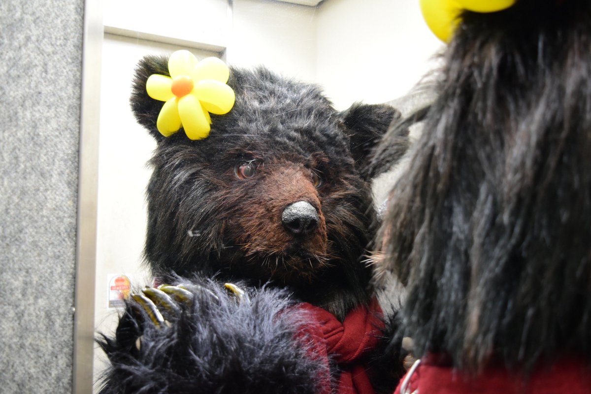 Caramelize_bear's tweet photo. 暑さで毛並みへたってないか念入りにチェックするオシャレグマ

#ツキノワグマ #ニホンツキノワグマ https://t.co/dGuw3Ocyra