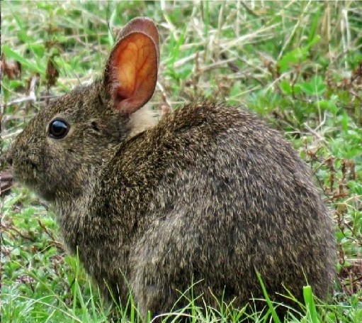 AMMACMamMex's tweet photo. "El cráneo:  ventana evolutiva de los lagomorfos" artículo escrito por Consuelo Lorenzo y Sergio Ticul Álvarez-Castañeda recién publicado en nuestra revista de divulgación científica Therya ixmana 5(3): https://t.co/rItWAtS9ef
Foto: F. Osuna-López
@ecosurmx @cibnoroficial https://t.co/OFH2E1KWE9