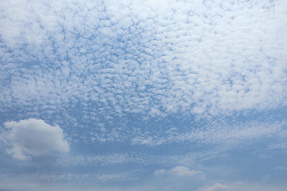 tanoppe7's tweet photo. ８月になりました。川崎市北部は気温35.8℃。薄い雲が広がって、日差し控え目のお昼時です。
#イマソラ #ブルーベリー
#百日草 #zinnia https://t.co/W5WdMIV3Xw