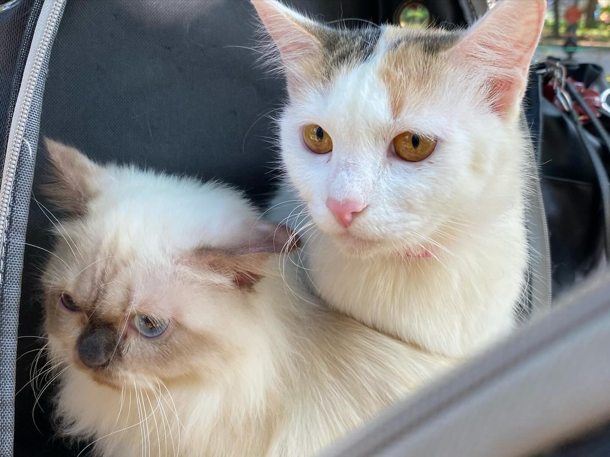 life4cats_'s tweet photo. pawbinsyanong pogi ૮ • ﻌ - ა https://t.co/d0jw6EVMVb