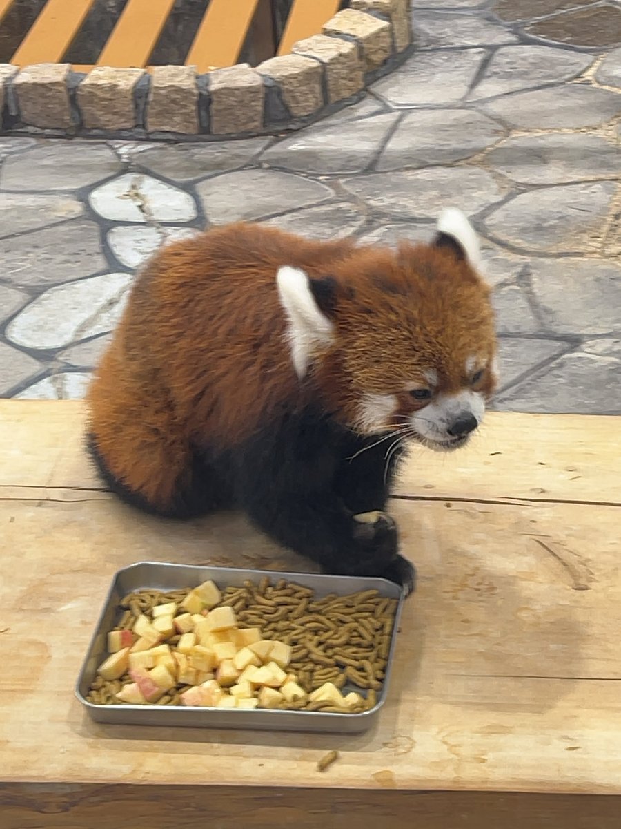 ayk06188332's tweet photo. 🐯🦁🐅🦝🐧可愛かったなぁ https://t.co/jNtBN8V6dK