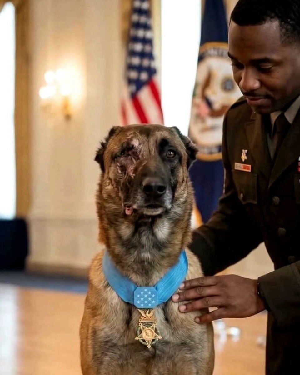 Viralvid_89's tweet photo. Meet K9 Valor a dog who risked everything to save others. 🇺🇸🐕

Valor saved 47 soldiers during his service.

He survived one suicide bomber, then helped stop three more, fighting through danger with nothing but courage.

In his final act of heroism, he put himself between an explosion and his handler.

The blast left him with devastating injuries, destroying half his face and costing him his left eye and ear. Surgeons in Germany worked tirelessly to rebuild his jaw.

When Valor arrived at the Pentagon, he received a standing ovation that lasted more than eight minutes.

Some heroes wear uniforms. Others wear fur. ❤️🇺🇸