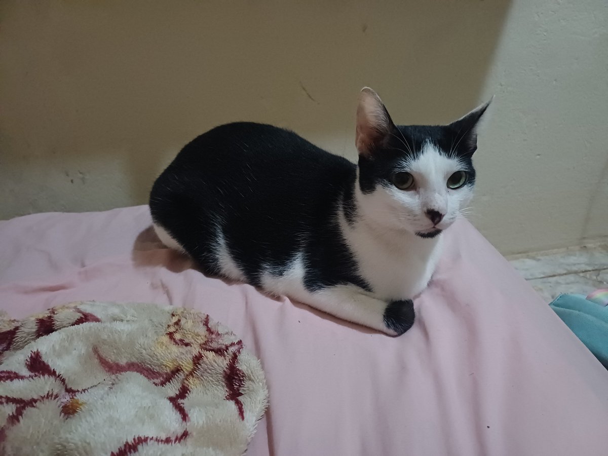 ester_mis13's tweet photo. @AbrigoMeimei Eu sendo completamente apaixonada no meu frajola e nas minhas tricolor, não consigo entender quem escolhe so por cor, sendo que todos são lindos e maravilhosos https://t.co/JJOr0VaP0d