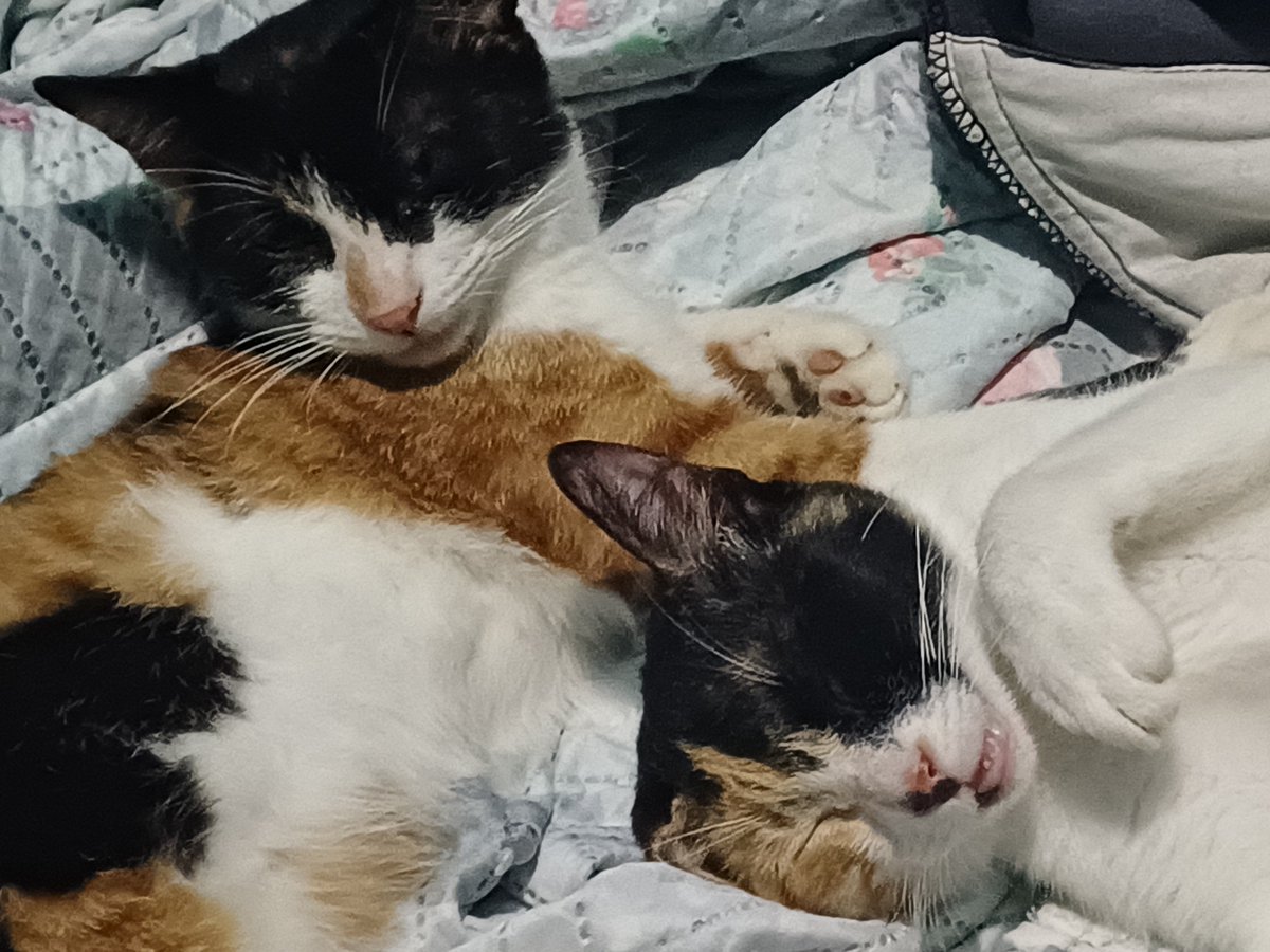 ester_mis13's tweet photo. @AbrigoMeimei Eu sendo completamente apaixonada no meu frajola e nas minhas tricolor, não consigo entender quem escolhe so por cor, sendo que todos são lindos e maravilhosos https://t.co/JJOr0VaP0d