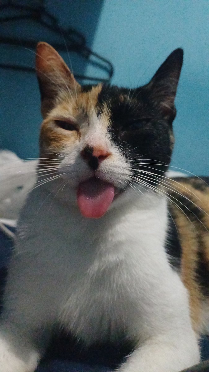 ester_mis13's tweet photo. @AbrigoMeimei Eu sendo completamente apaixonada no meu frajola e nas minhas tricolor, não consigo entender quem escolhe so por cor, sendo que todos são lindos e maravilhosos https://t.co/JJOr0VaP0d