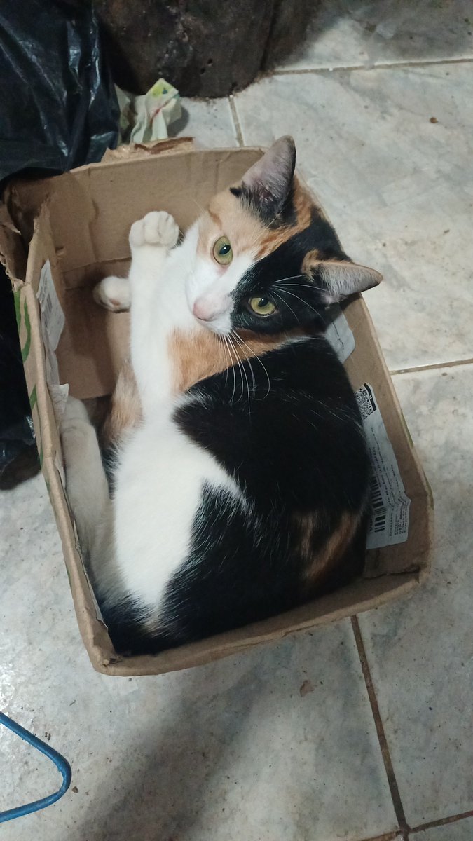 ester_mis13's tweet photo. @AbrigoMeimei Eu sendo completamente apaixonada no meu frajola e nas minhas tricolor, não consigo entender quem escolhe so por cor, sendo que todos são lindos e maravilhosos https://t.co/JJOr0VaP0d