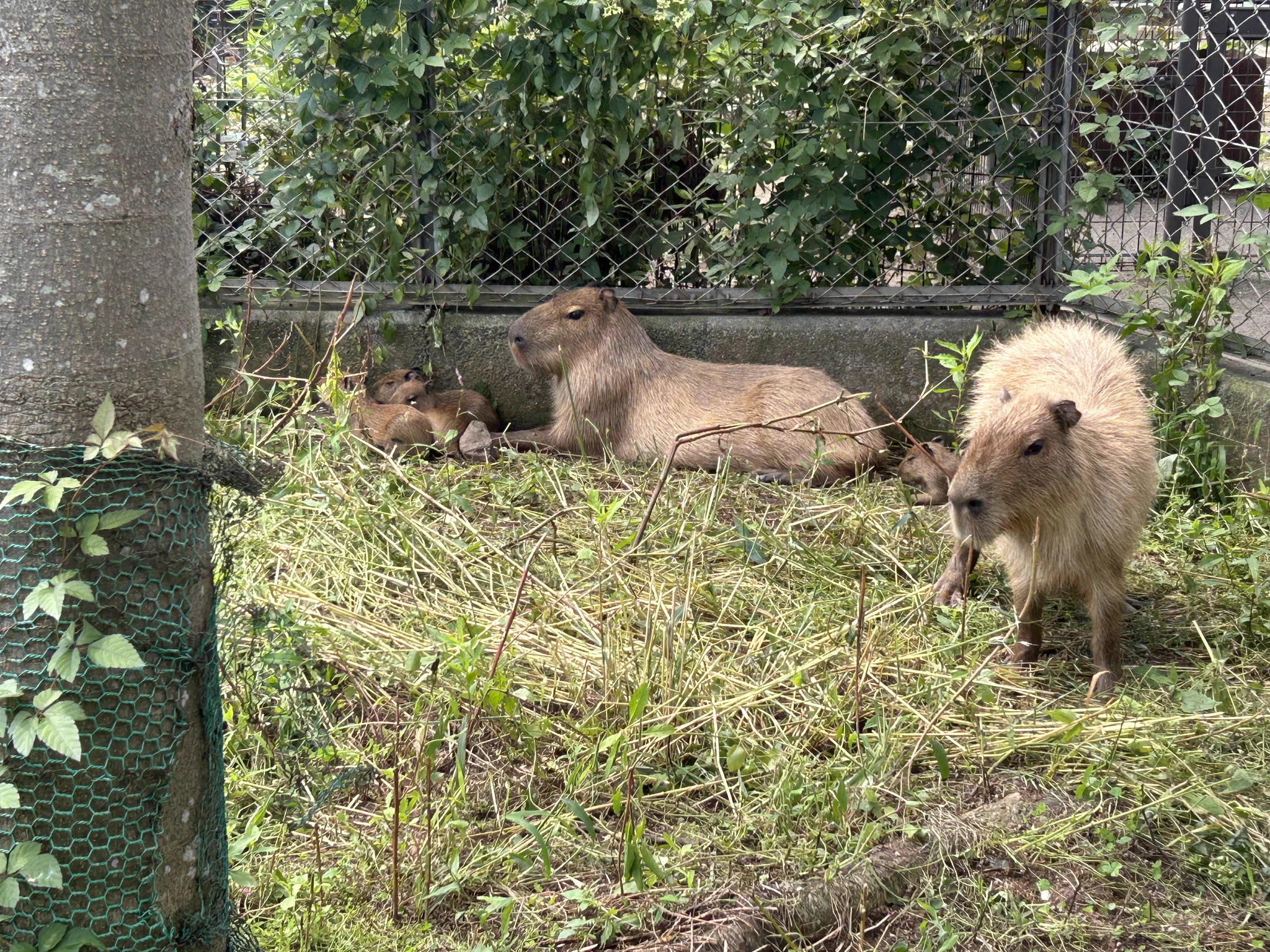 日立市かみね動物園〔公式〕 on X: 