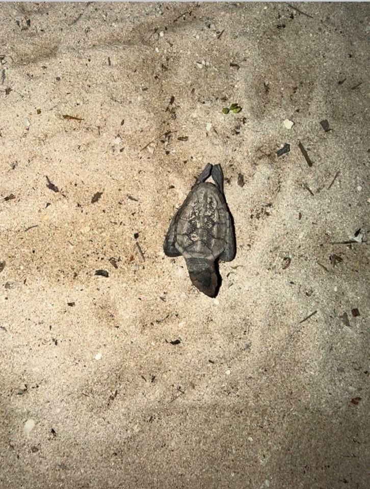 unpelanamas's tweet photo. Entrar con vehículos a la playa no es una falta menor. Las huellas, el ruido y la presencia constante desorientan a las tortugas marinas, dañan su hábitat y pueden aplastar nidos ocultos bajo la arena. Lo ocurrido en Chuburná es un recordatorio: las playas también son su hogar. https://t.co/f01fjC4gtT