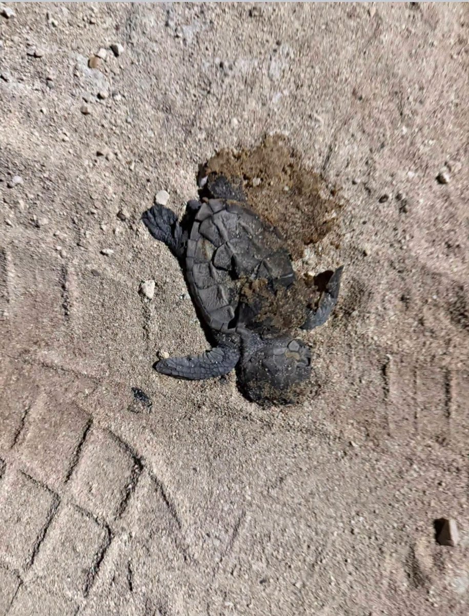 unpelanamas's tweet photo. Entrar con vehículos a la playa no es una falta menor. Las huellas, el ruido y la presencia constante desorientan a las tortugas marinas, dañan su hábitat y pueden aplastar nidos ocultos bajo la arena. Lo ocurrido en Chuburná es un recordatorio: las playas también son su hogar. https://t.co/f01fjC4gtT