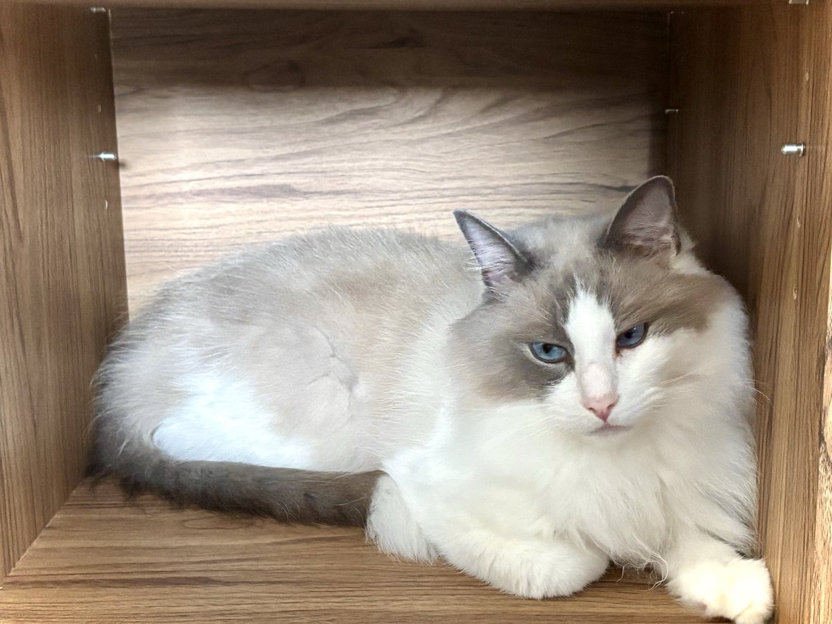 fpsnyansa's tweet photo. 本日の箱入り猫 https://t.co/G9G3jf75w7