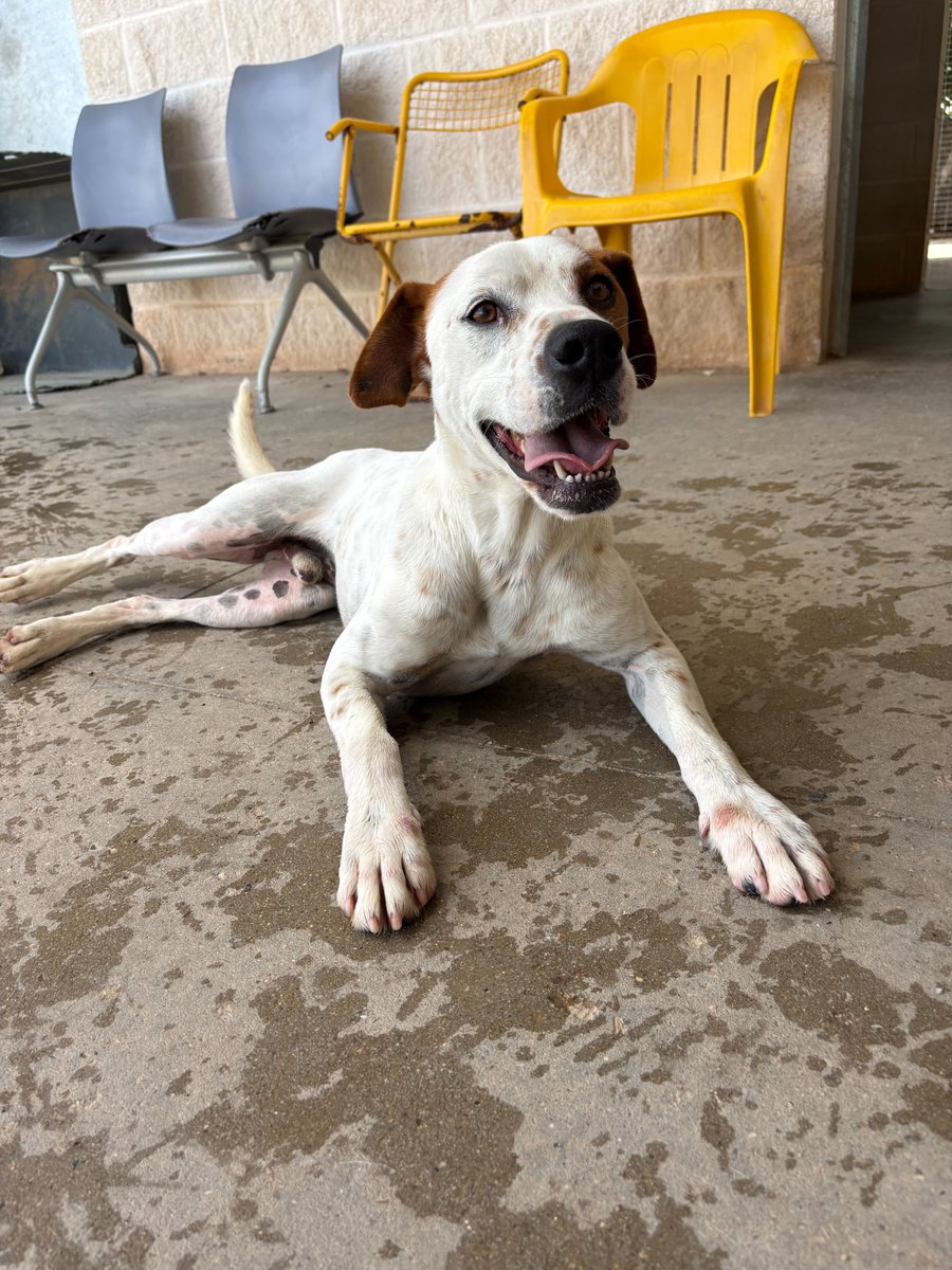 ArcaCordoba's tweet photo. CHIP

"Llegué aquí un poco confuso, yo tenía mi familia y de repente me abandonaron, nunca sabré por qué. A pesar de todo, soy un perrito súper alegre y mimoso, ¡adoro a las personas! Ahora espero en acogida, jugueteando con mis compis."

🖇️: https://t.co/IDnEVuNdJB https://t.co/FZSfusAeGG