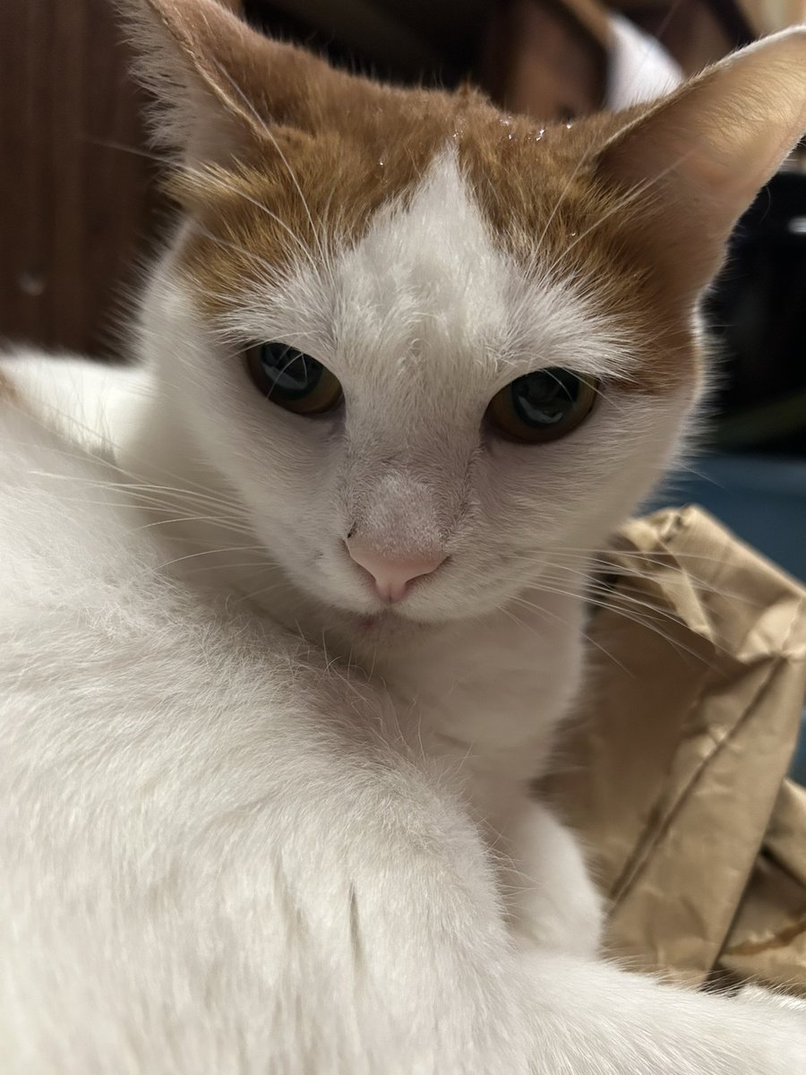 Cra4y_Dog's tweet photo. そしてこれは何故か頭が濡れてるうちの猫 https://t.co/yzytVuPZP2