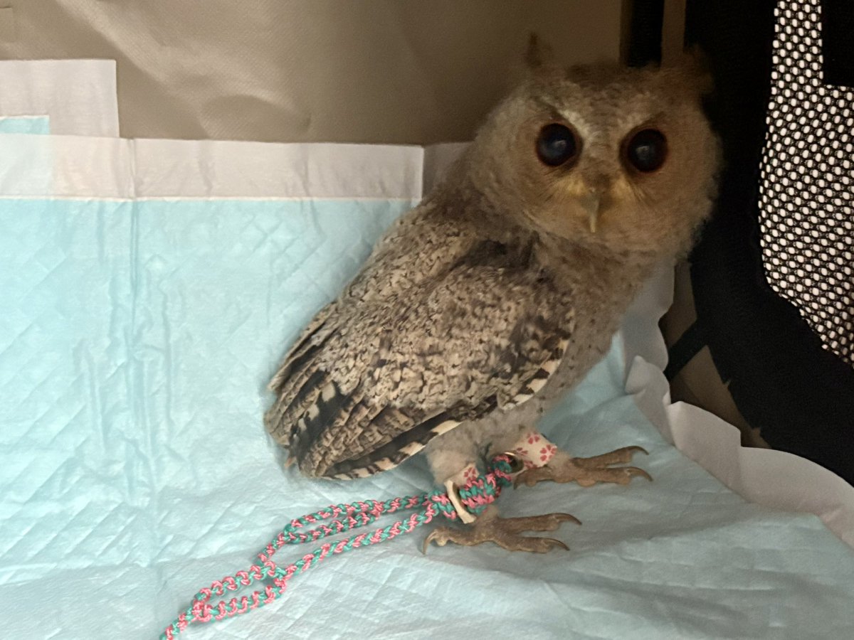 99_3373's tweet photo. 長旅お疲れ様😭
我が家へようこそ🦉🌸 https://t.co/IQawa1ou5E