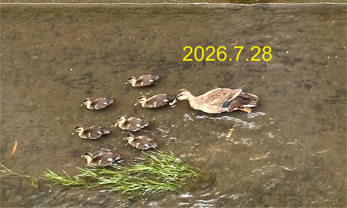 tokkimi's tweet photo. 今年もカルガモちゃんたち☆
多賀城市高橋 https://t.co/sYyU2nQBys