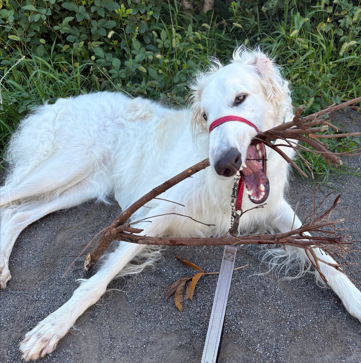 EmmaEmma_borzoi's tweet photo. vsいい感じの枝 https://t.co/hFhWCkh9zP