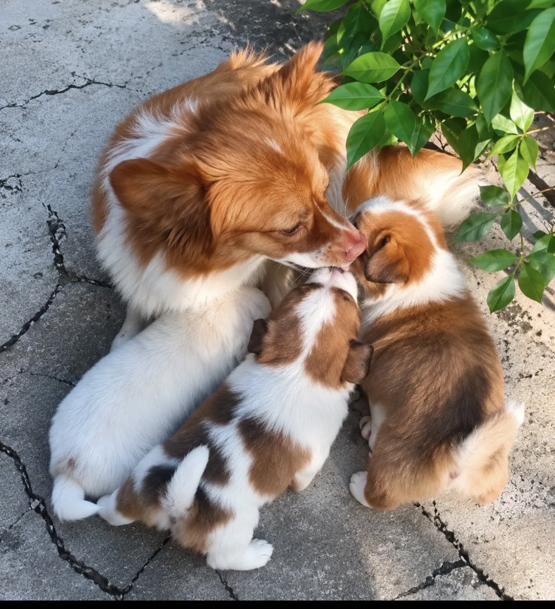 mk32nvz's tweet photo. #stopanimalcruelty 
#旺旺達の為に今私達が出来る事 
#JusticeForWangwang 
わんわんちゃん親子への酷い仕打ちを思い出すと悲しくて悔しくて、加害者達に腹が立って仕方ない。
でもわんわんちゃん親子が天国で穏やかに安らかでいられるように祈るよ🙏 https://t.co/j3uFchqtyN