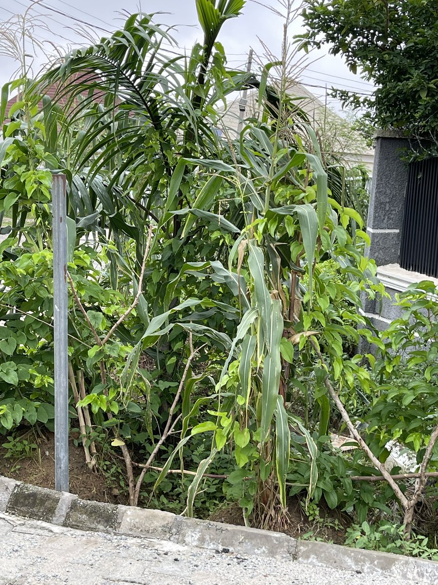 miketerungwa's tweet photo. Pure Joy!
Began the new month with a visit to my garden. #UrbanGarden
My plantain right here in the city of Abuja.
Don’t wait-Start a Garden today!
May August be Fruitful.
Happy New Month
#GIFSEP
#Adapt2Live https://t.co/gUPYCO5Svl