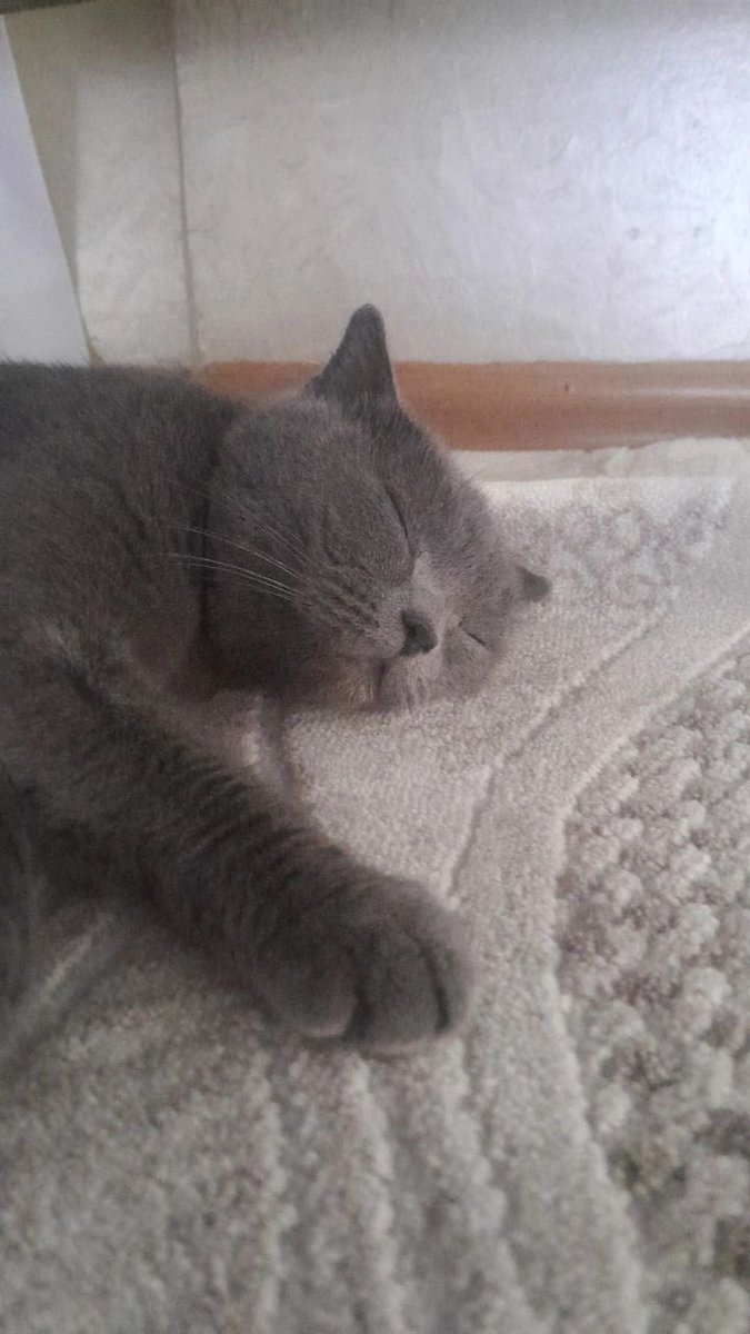 durutdurusu's tweet photo. 🚨Bu kedi ŞANLIURFADA sokak da bulunmuş bulan kişi evine almış ama ailesi iki gün içinde bunu geri sokağa bırakmazsan hem senı hem kediyi sokağa atarım demişler O YÜZDEN ÇOK ACİL SEKILDE YUVA ARIYORUZ ŞANLIURFADA HAYVANLARIN HALİ PERİŞAN VE BU KEDİ O SOKAKLARDA YAPAMAZ https://t.co/w1zQzvFVT1