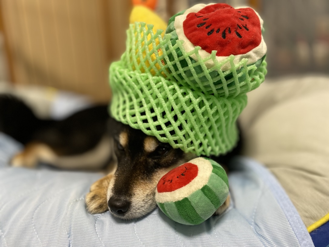 kawaiyan's tweet photo. 【柴犬マニアッククイズ】

人間には大人気の果物のうち、柴犬が食べると重大な中毒症状を引き起こすため「絶対に与えてはいけない」ものはどれでしょう？

1. スイカ
2. メロン
3. ブドウ
4. モモ
5. ブルーベリー

#柴犬マニアッククイズ https://t.co/c8qY8S7q2U