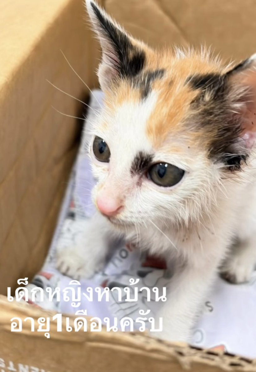 johnjud_cu's tweet photo. 🏡 ฝากหาบ้านให้น้องแมวจรโดนแม่ทิ้ง
- เด็กหญิง อายุ 1 เดือน
- ถ่ายพยาธิ หยดป้องกันเห็บหมัด✅
- น้องแมวยังเด็ก ขอคนมีเวลาดูแล
📍 บ้านโป่ง ราชบุรี ไปส่งถึงที่ค่ะ🚙 จังหวัดใกล้เคียง กรุงเทพ นครปฐม กาญ หรือจังหวัดอื่นๆ ค่ะ ลองติดต่อได้
☎️ ติดต่อ 0970312929 (พีม) https://t.co/Z916dNkAPp