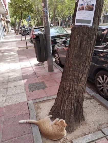 猫しか勝たん tweet media