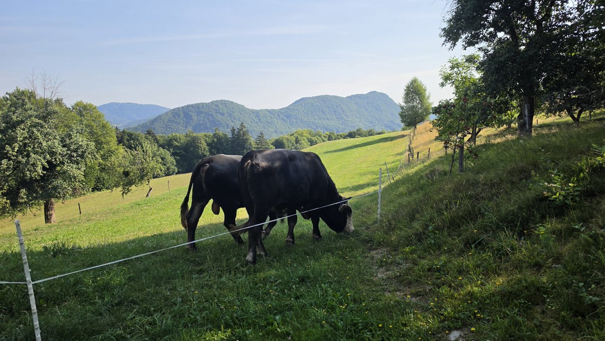 Slovenec_sem7's tweet photo. Rana ura, zlata ura. 
Do 9.  ure smo pobrali 1 t krompirja , spustili govedo še v zadnjo preostalo zeleno čredinko in imel prav dobro malico pod streho.🙂 https://t.co/YL3OHfVXiF