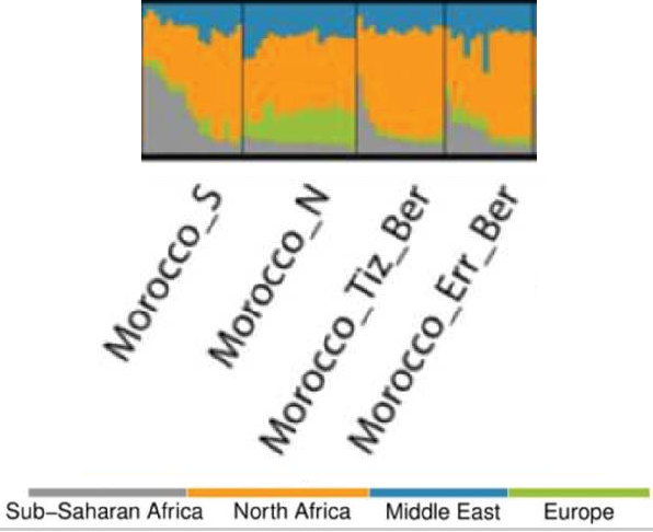 FurgusonGroat's tweet photo. @mymoonovski Mostly Arabization. People learnt to speak Arabic &amp; became Arabs. The following paper has a high estimate compared to others of the degree of Middle Eastern ancestry in Moroccans &amp; it says ~20%. Not much difference between Arabs and Berbers.
https://t.co/faymXZSPHL https://t.co/V1nJP3gnht