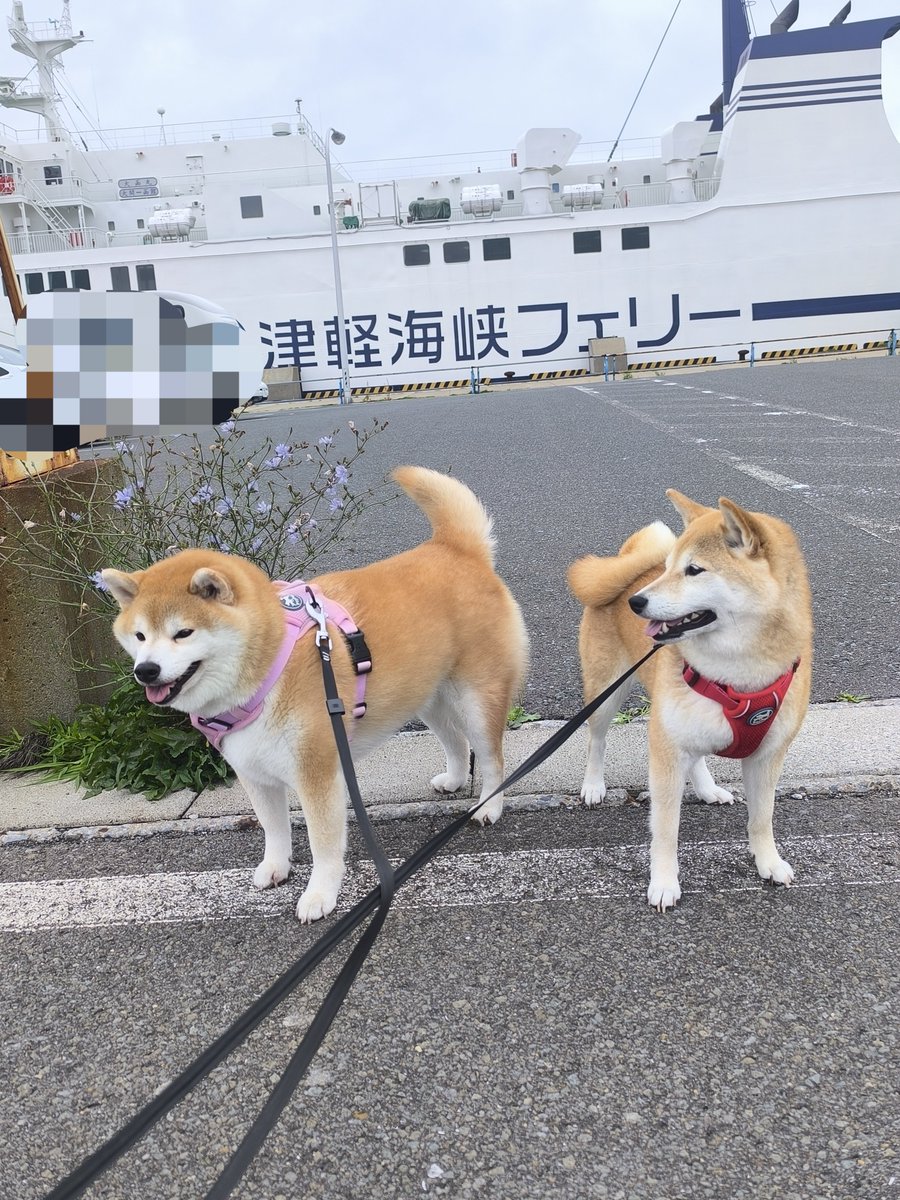 chibiko20190705's tweet photo. 青森県大間から津軽海峡フェリーで
函館へ
五稜郭で夕散歩が出来ました😆
パラッパラッの雨☔でしたが
人がいっぱい😊
ちび子　ニコニコ😊
まる子　ニコニコ😊
#柴犬　#犬との生活　#犬のいる生活 https://t.co/E7qA9OY2uW