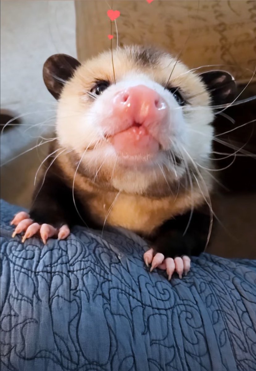 opossumlovers's tweet photo. 천사는 코가 핑크색이구나

📸jenni_on_the_farm https://t.co/oWkgEdkmcy